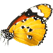 butterfly https://luckydogwasteremoval.com/wp-content/uploads/2019/08/butterfly.png